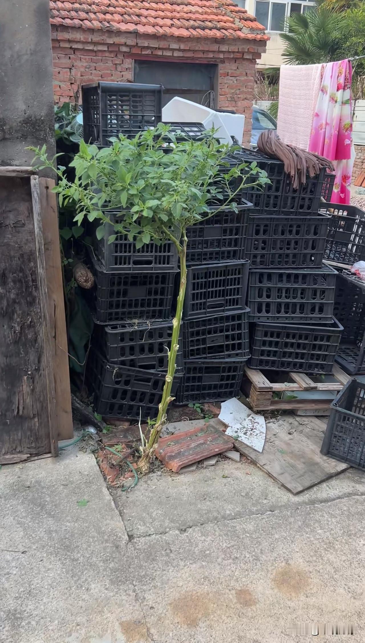 你可认识这棵树叫什么？