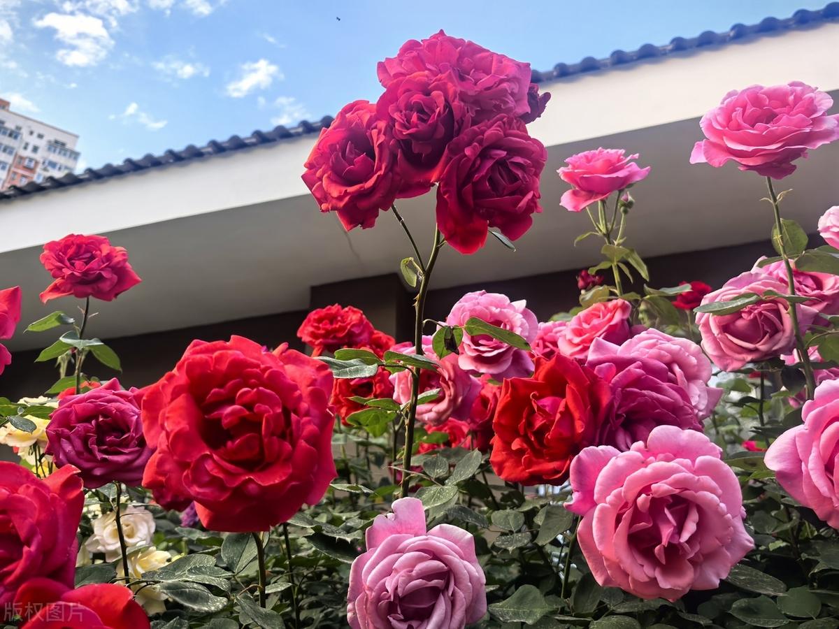 敢于拥抱成功。很认同罗翔说过的这句话“你害怕抛头露面，害怕出丑丢人，害怕成为重要