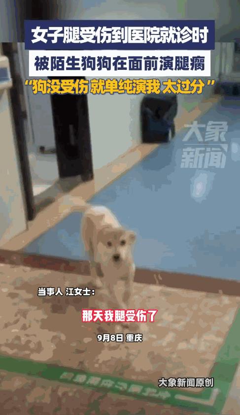 “真成精了！”9月8日，重庆，一女子因腿受伤前往医院治疗，巧合的是，医院里的一条