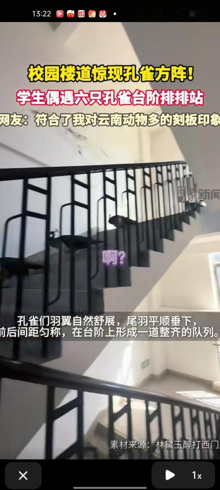12月9日，云南昆明。网友晒视频称，云南艺术学院的教学楼楼道内有六只孔雀在台阶上