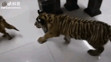 这事整的，狗子都吓得站不起来了[捂脸哭]