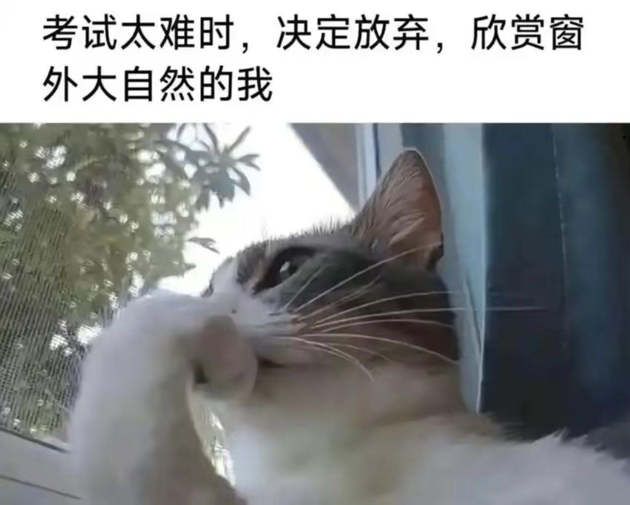 还是看看远处的雪山吧