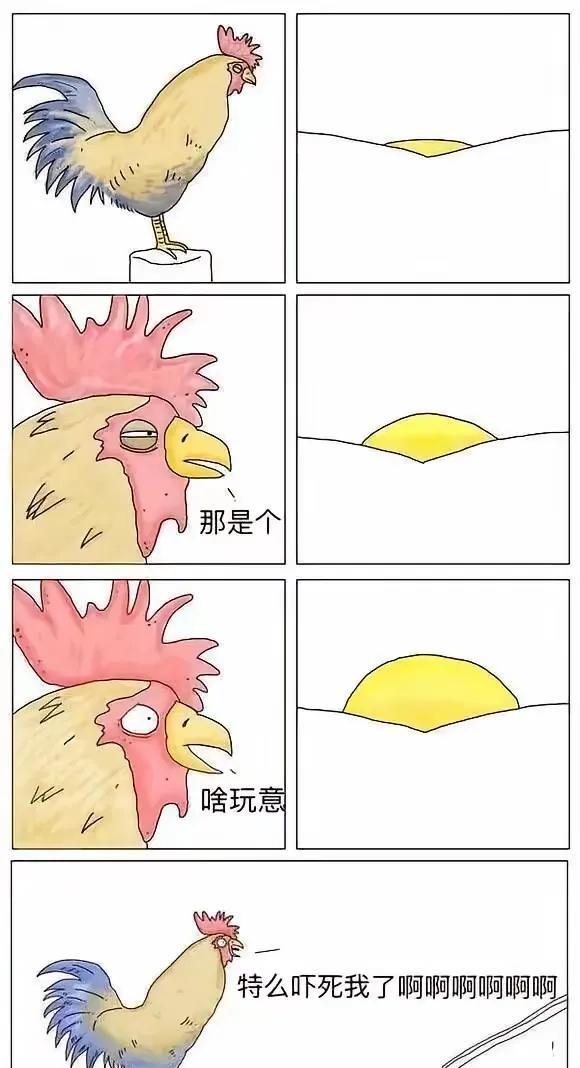 为什么公鸡每天都能准时打鸣？难道它会算时间？