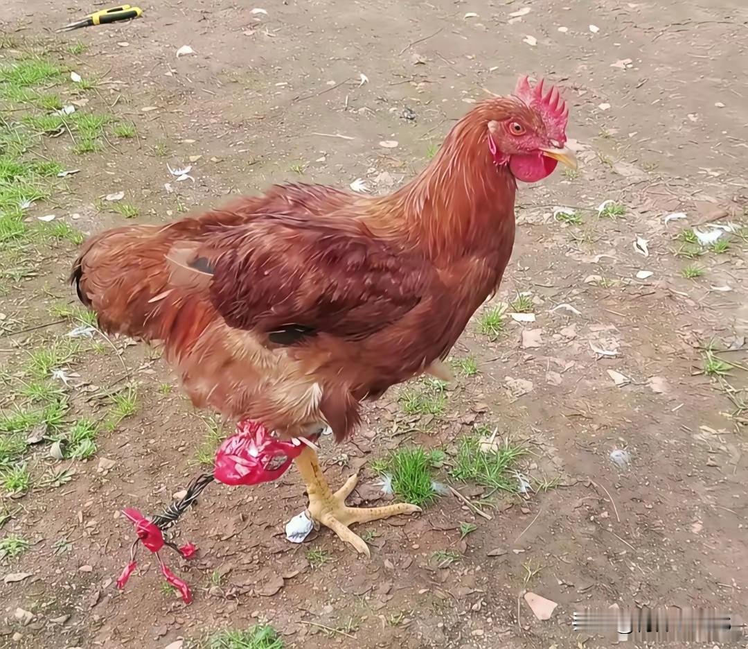给鸡装假肢[笑着哭]