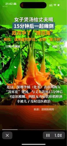 “不能乱买草药煲汤”！深圳的李阿姨误用曼陀罗花煲汤，夫妻双双中毒。深圳的李阿