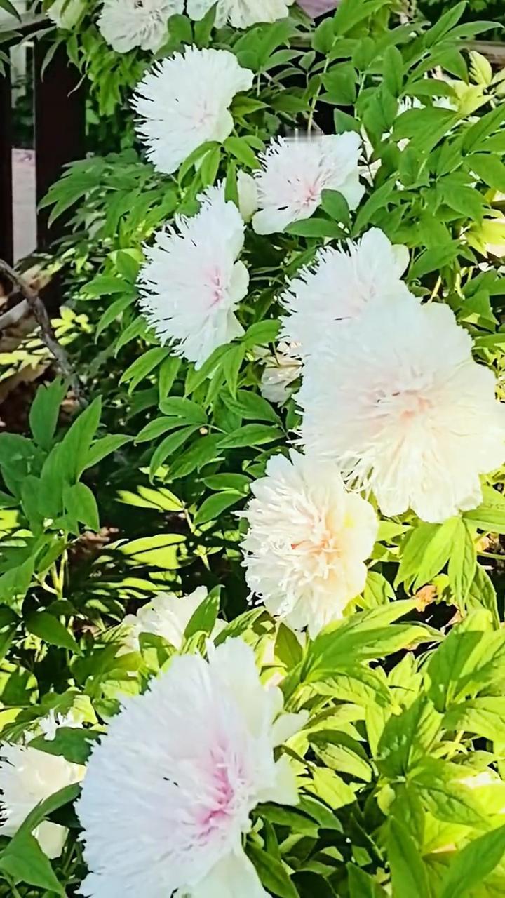 排队2小时看花3分钟，因稀奇而惊心动魄，洛阳这花真好看。排队来看银丝贯顶牡丹的
