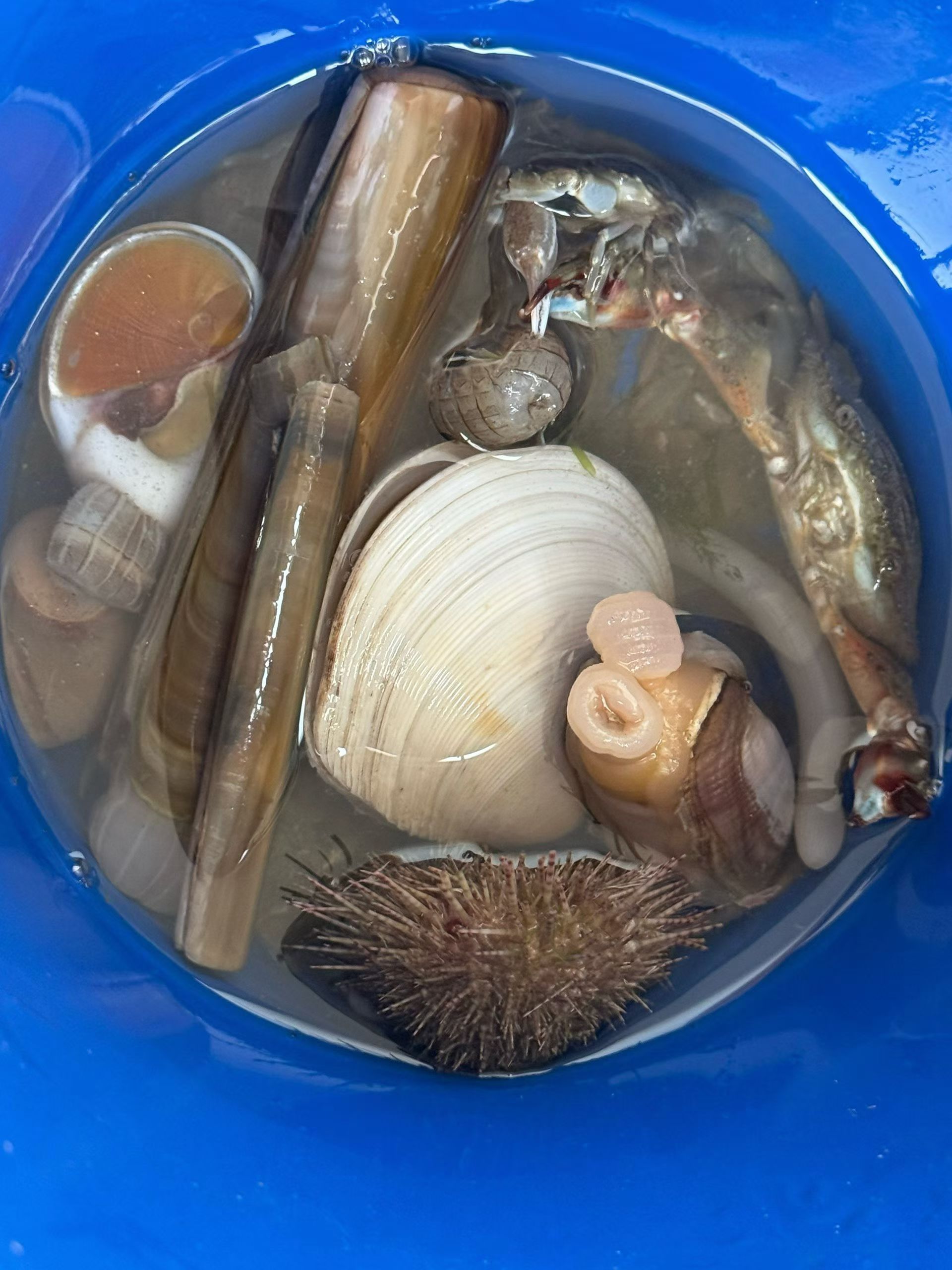 青岛赶海挖蛤蜊论百斤算是真有，娃娃去海边捡的，个头很大，小孩子主要心思在玩，都