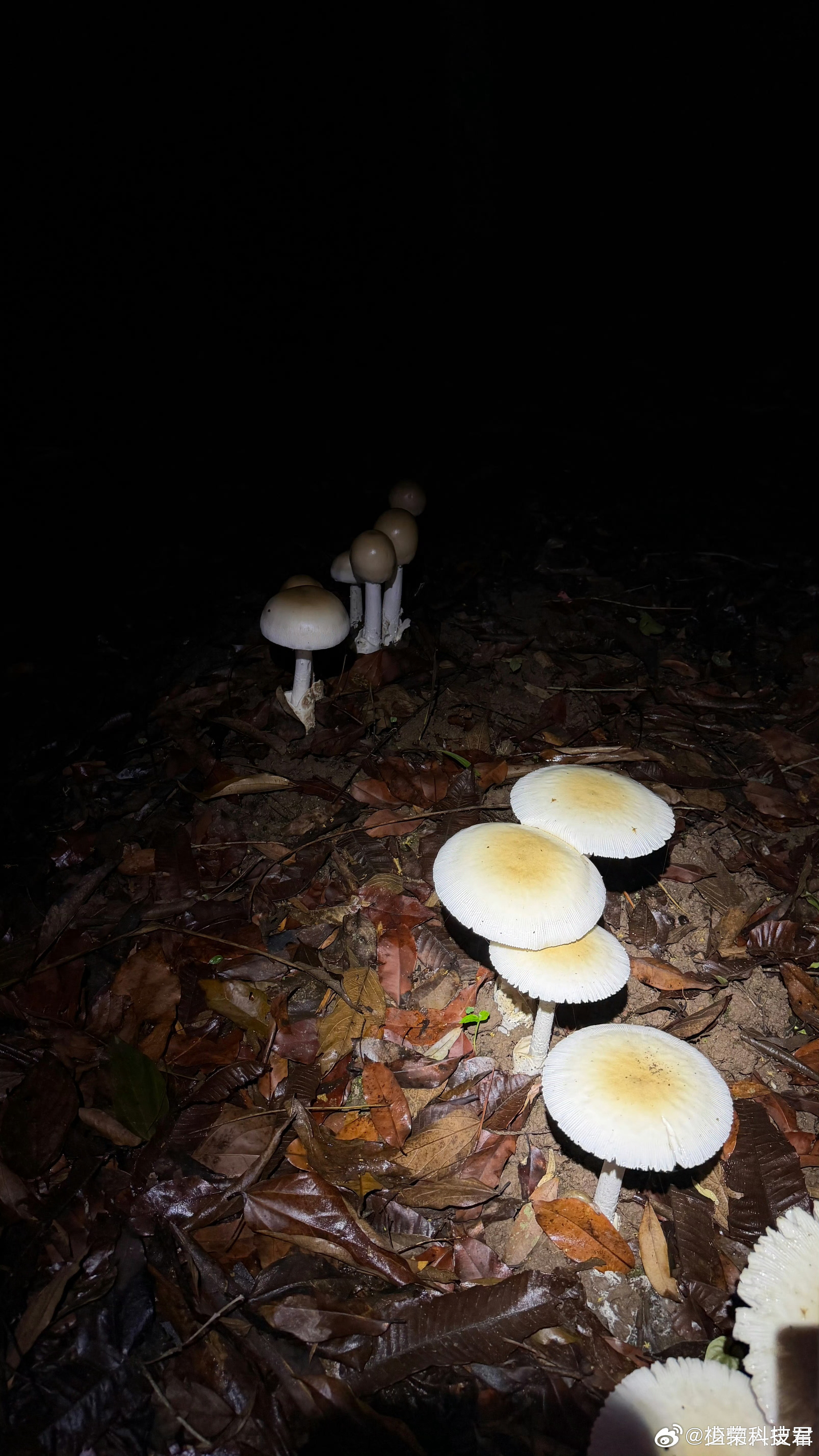 抖音副总裁回应豆包误判蘑菇经验不够丰富的云南人都不敢轻易断言一种蘑菇能不能吃吧，
