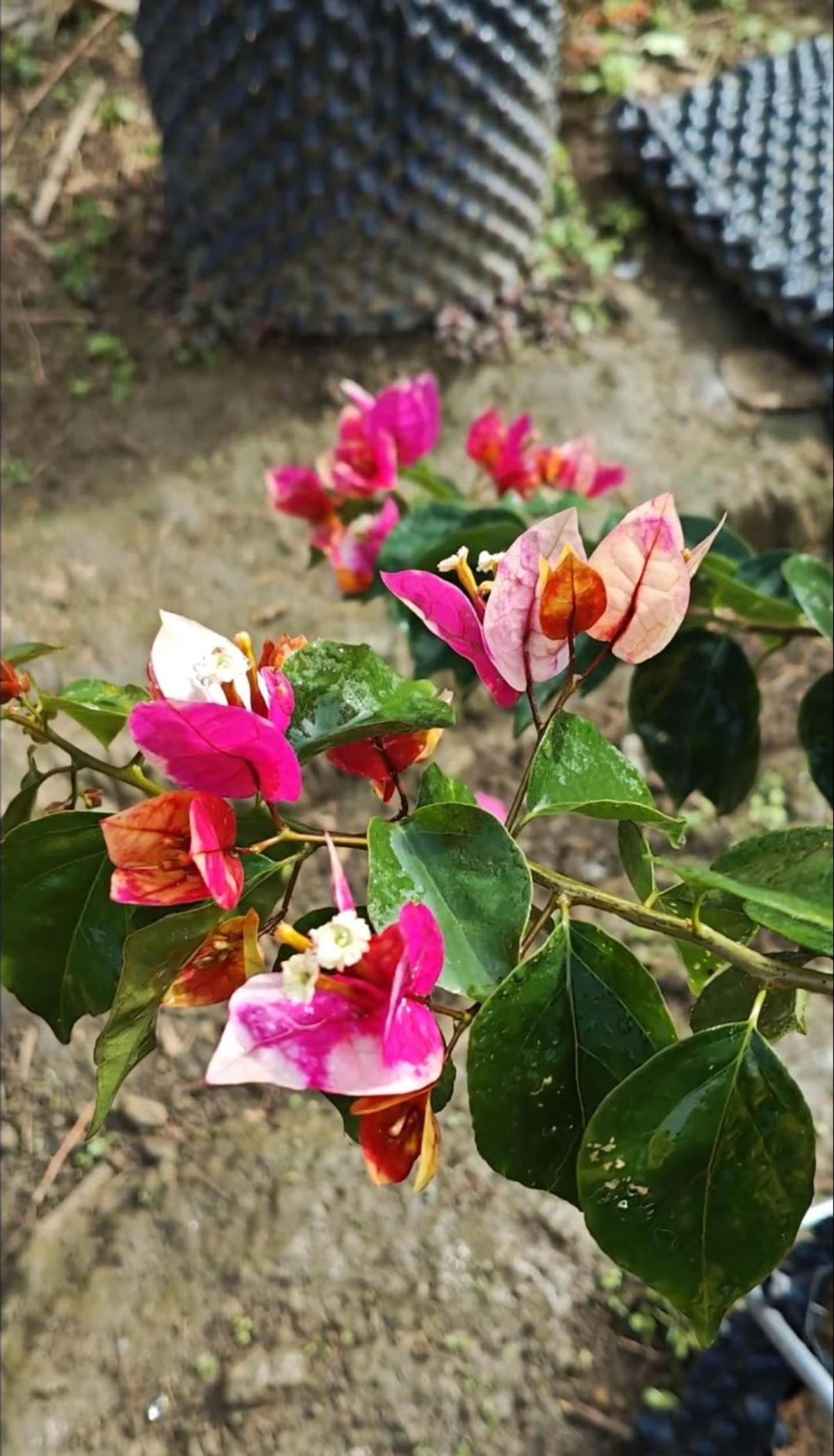 三角梅圈里出了个新选手叫“依澜炫彩”，听着像“娆”的绿叶版。花色差不多，但叶子