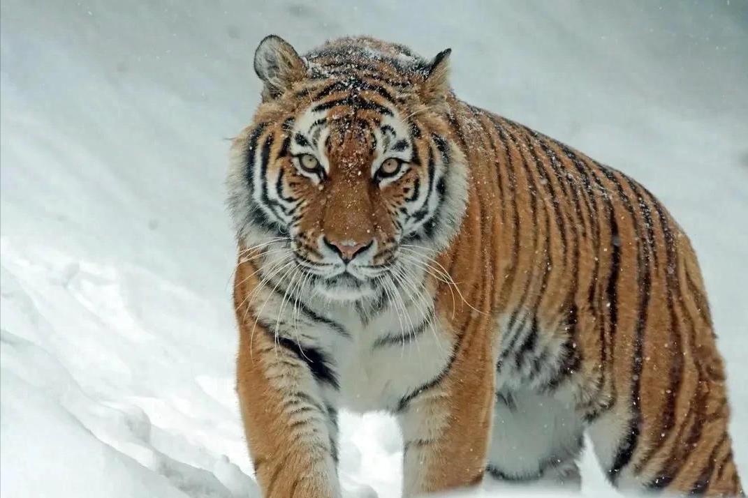 时评：别再用“打虎”形容反腐！用词失当，就是对正义的弱化"打虎"一词，在反