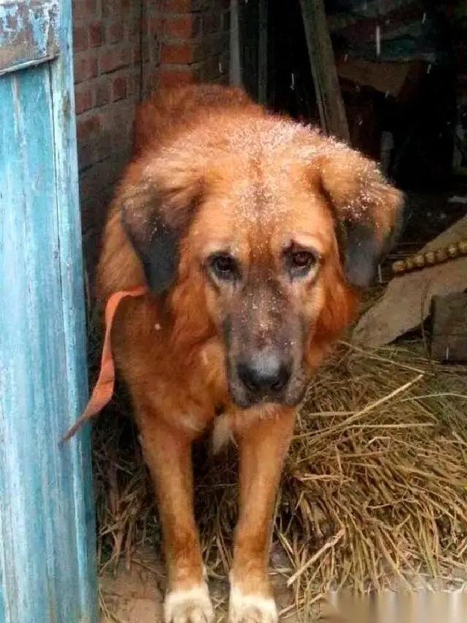 东北一条老狗，二十多岁了，牙都掉光了。主人要搬家，愁得跟它念叨：“带不走你，可咋