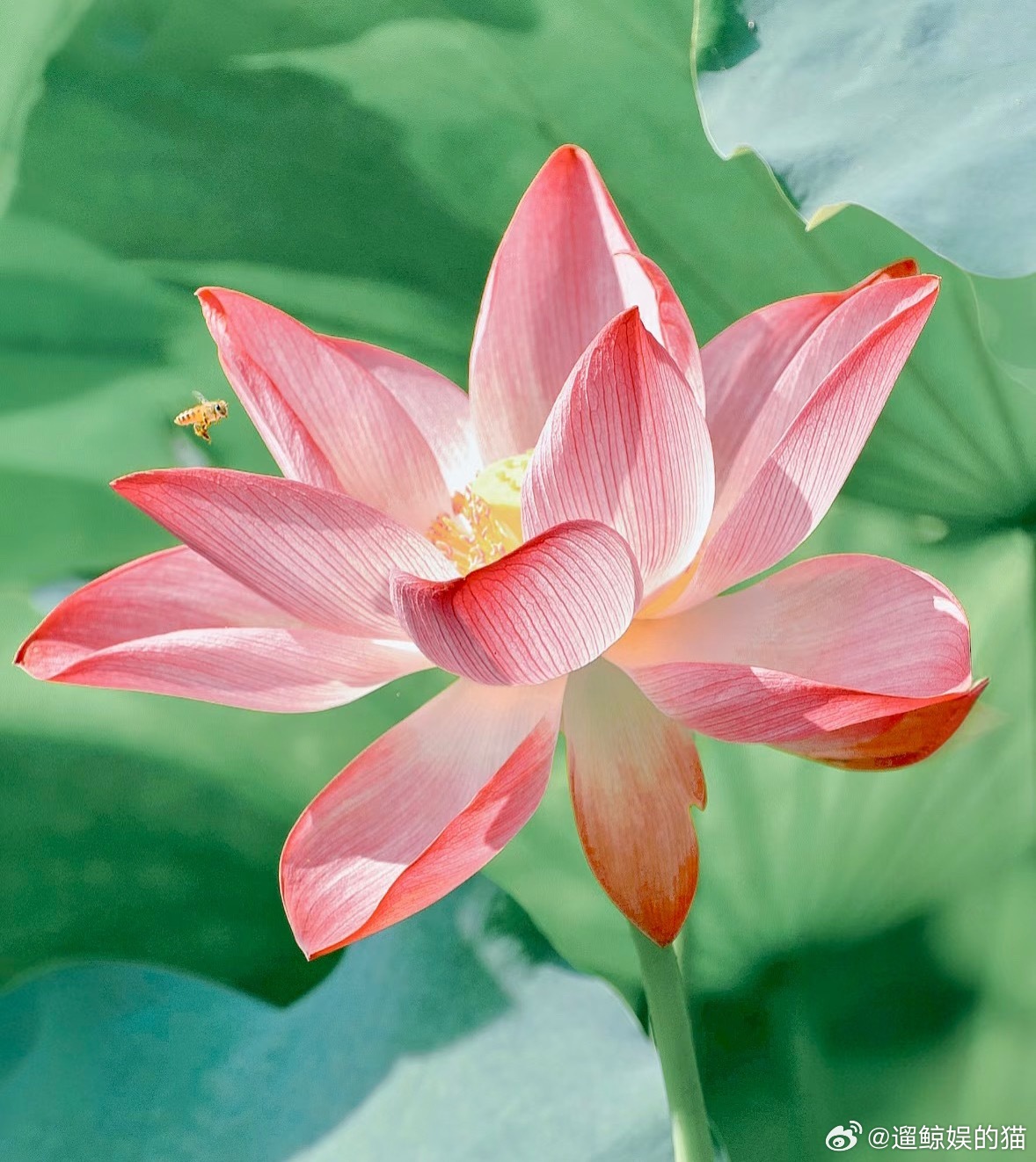 荷花的种植方法🪷：一、选购荷花种子或幼苗，可选择已经培育好的幼苗或工程上常用的