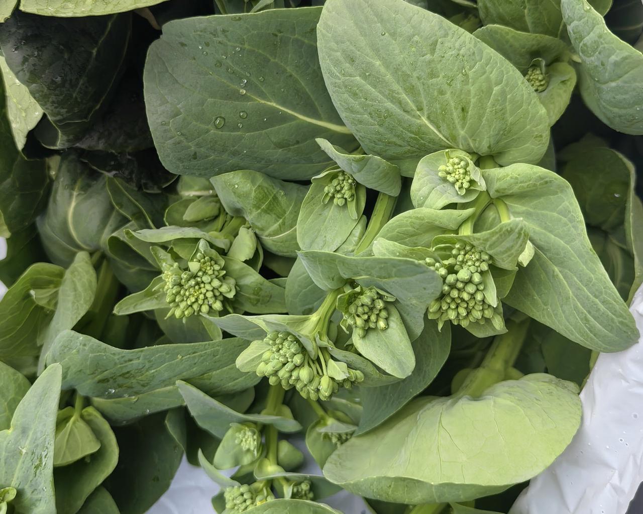 为了打击捞女捞男，构建男女平等新型婚恋模式，我一直倡导二胎随母姓。有个自称“