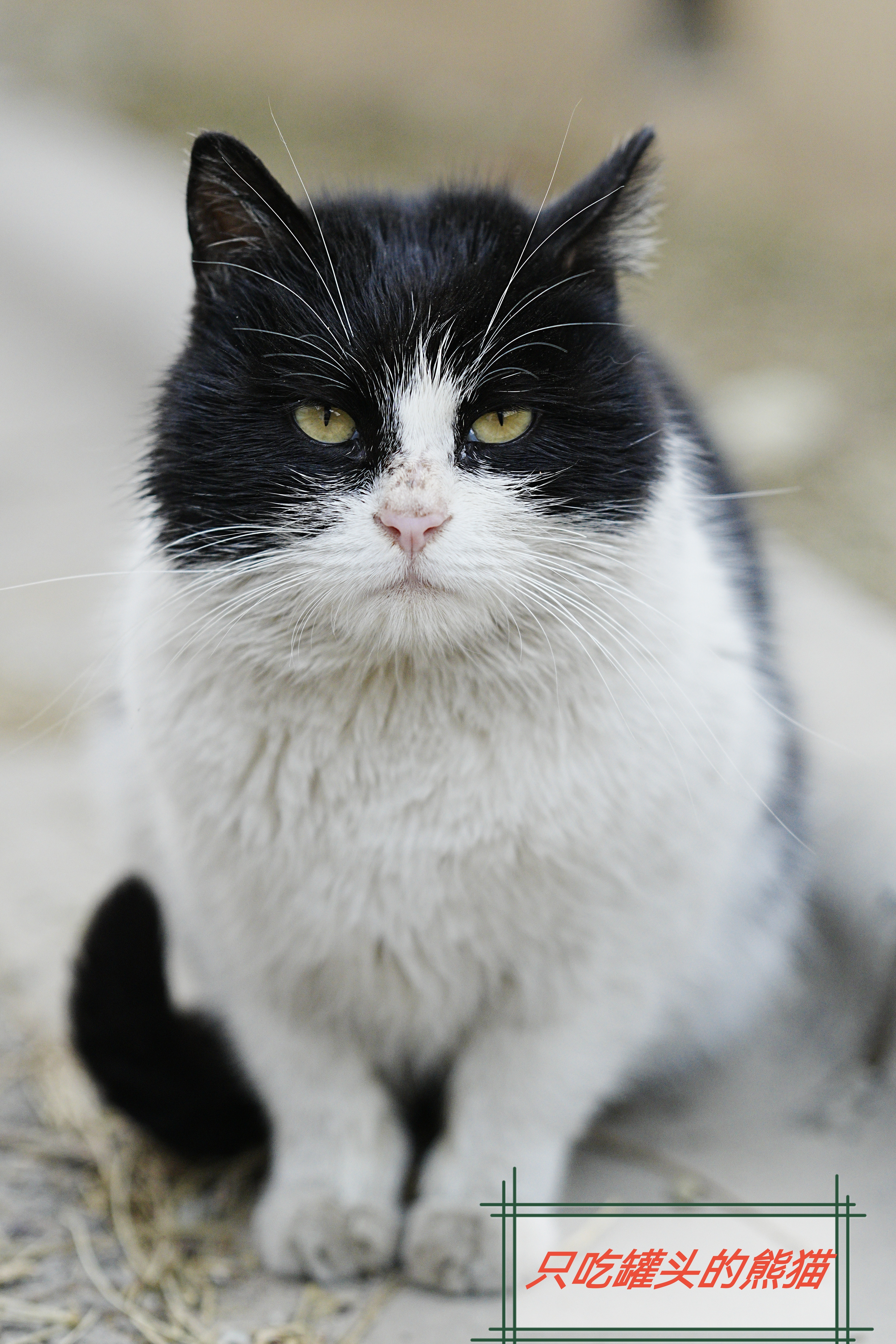 *碎碎念*跟小果果视频小区里的猫咪，喂了一罐罐头和n根猫条...大新带了新相机，