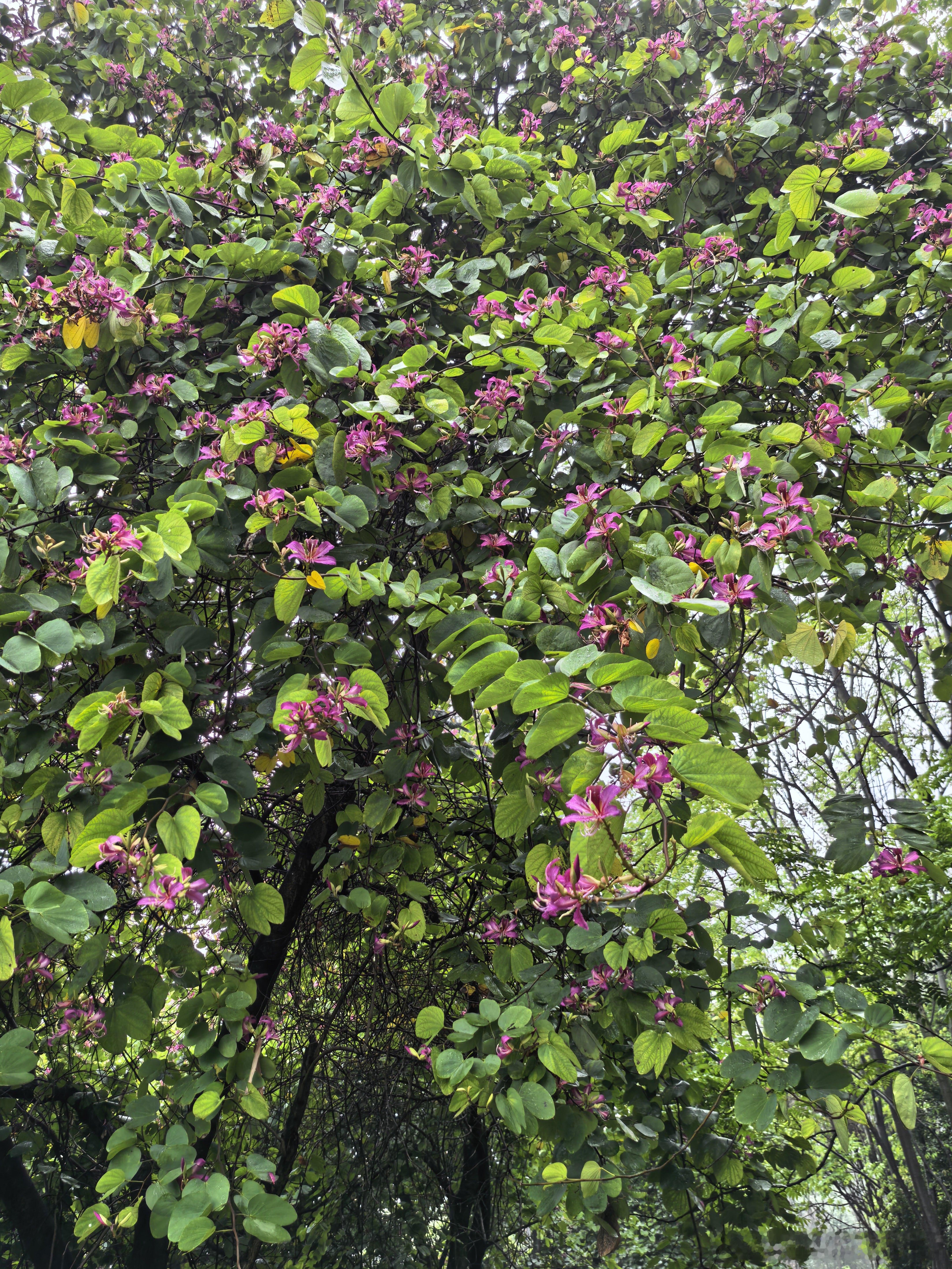 节点不对，越努力越费龙头审美有人专注一股蛮力无脑干高标首板，二板，基本看看