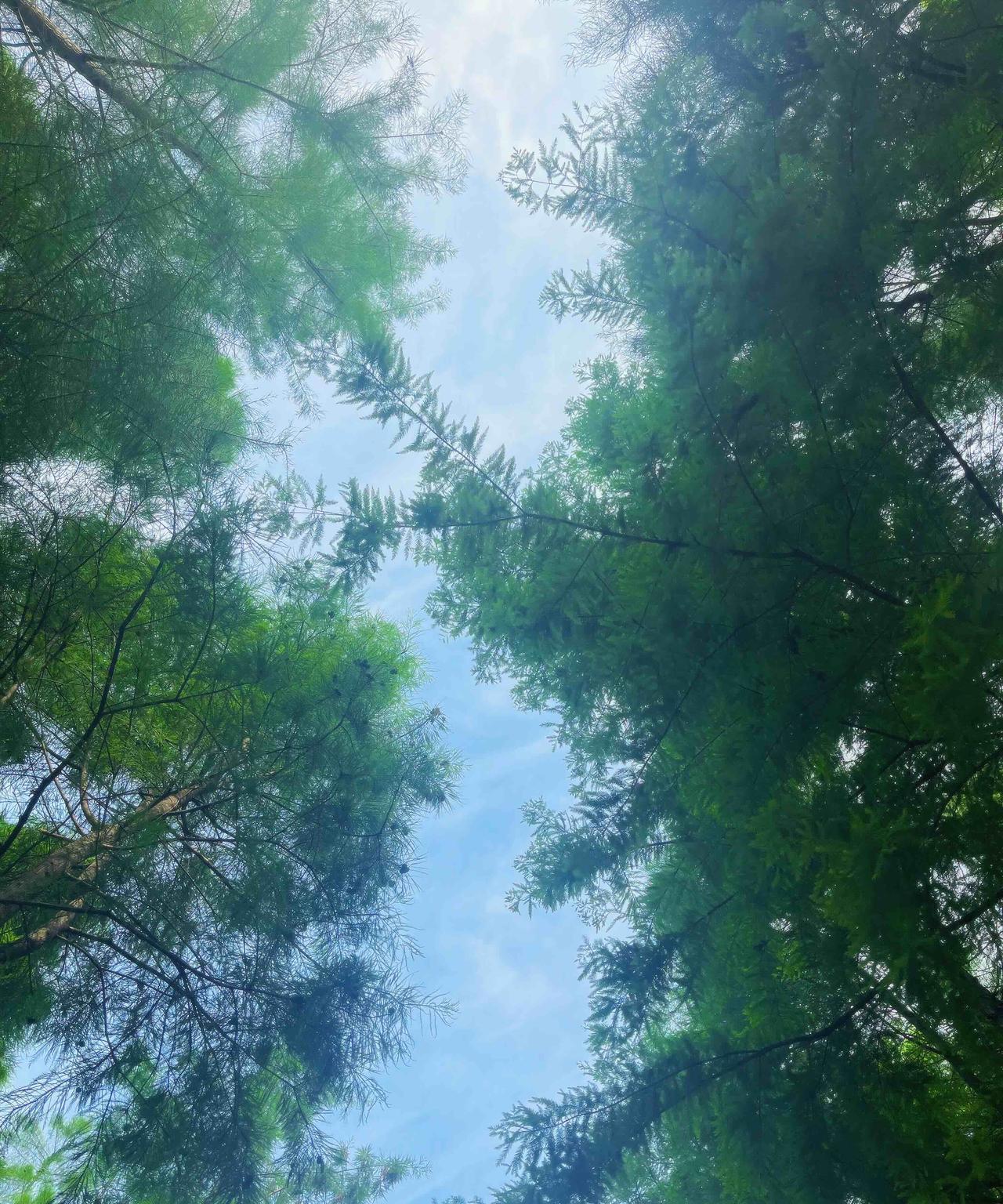 杨绛先生说：“我已经没有兴趣，给每个人留下好印象，你所见即是我，好与坏我都不反驳