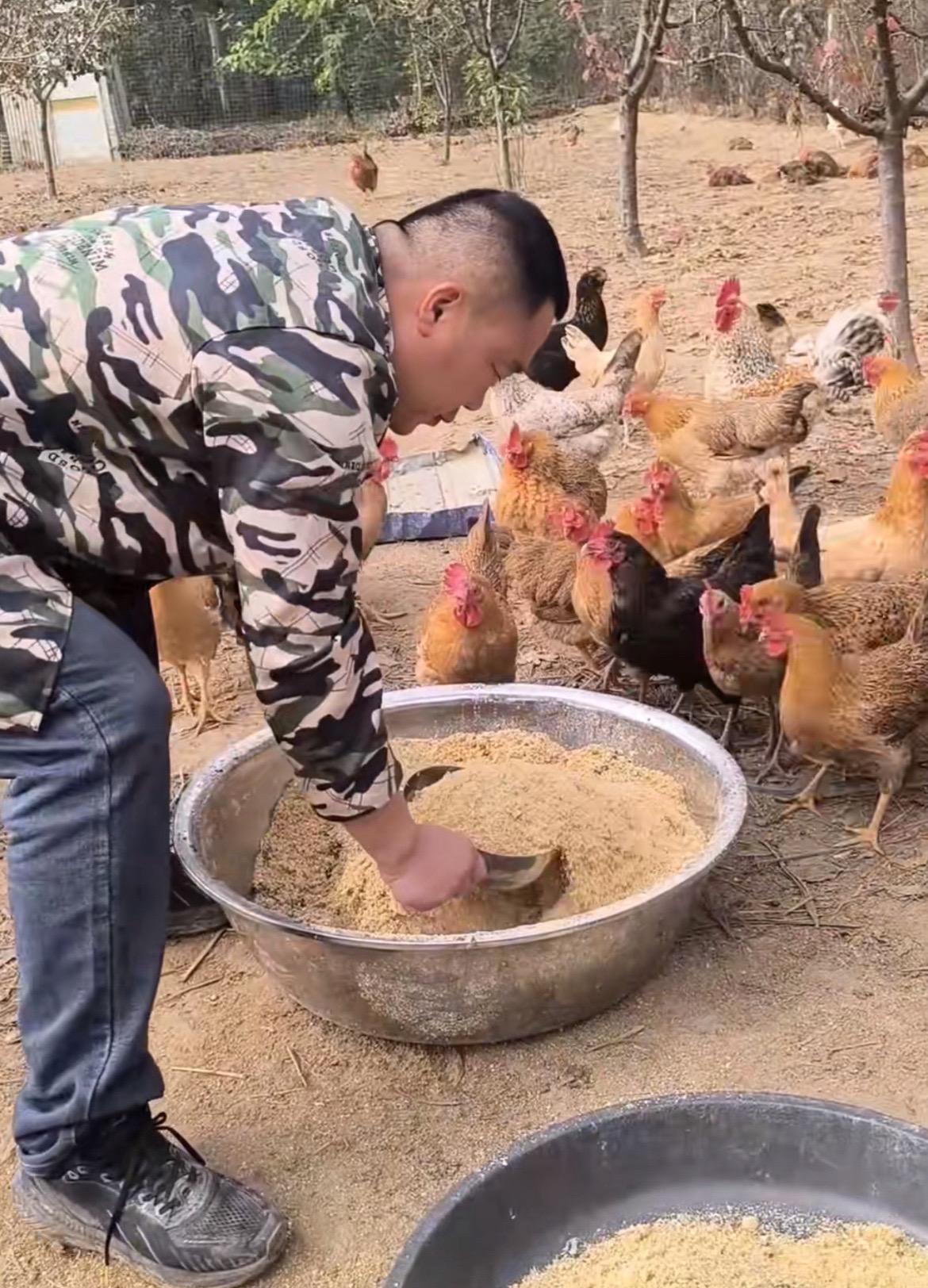 鸡鸭鹅养殖鸡吐水怎么回事生态散养土鸡养鸡人农村散养土鸡