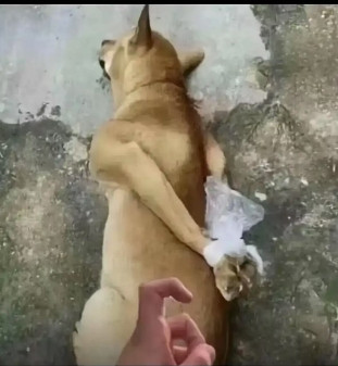 无辜的狗子经历了什么？