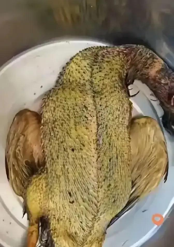老两口为省10块杀鸭费，把活鸭拎回家自己折腾。烫水拔毛水温没控好，鸭皮破成地图