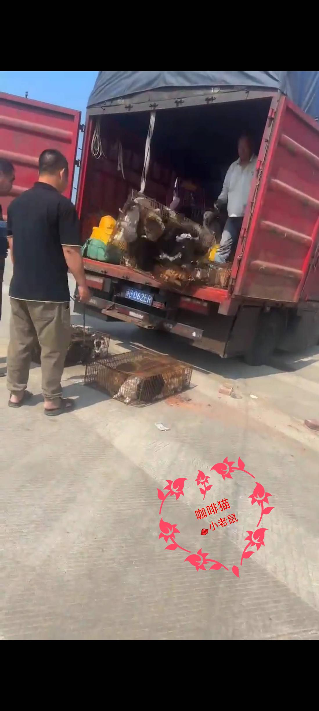 当面前的猫贩子和司机将满满一车的流浪猫从货车上面狠心的推下来之际，你们有没有想到