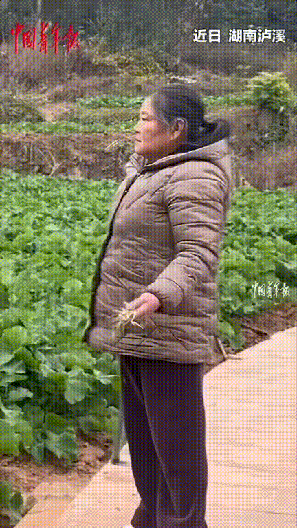 咋想也想不明白！湖南泸溪，女子站在地头看着菜地一脸的愁苦，但是地里的菜长的相当不