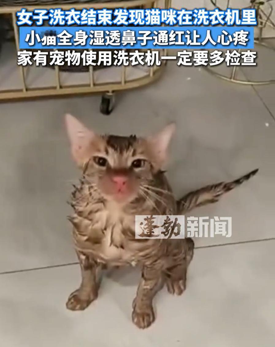 吓坏了！一女子洗衣时险些误把自家猫“洗澡”，猫咪幸存却留下心病。江苏苏州，一位养