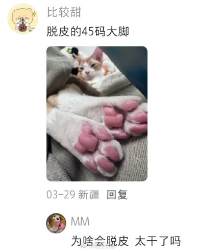 猫咪喜欢尾巴垫脚的原因找到了