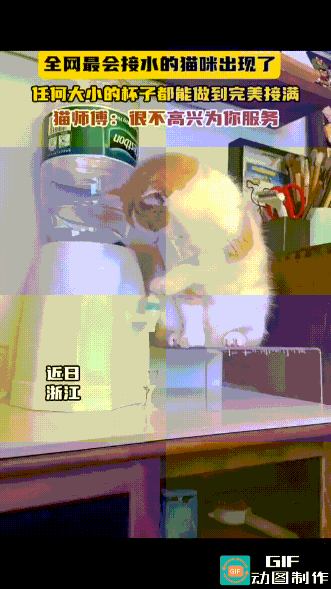 猫咪化身为饮水机管理员，每天的工作就是站在饮水机旁边，为人类接水。不管是大杯还