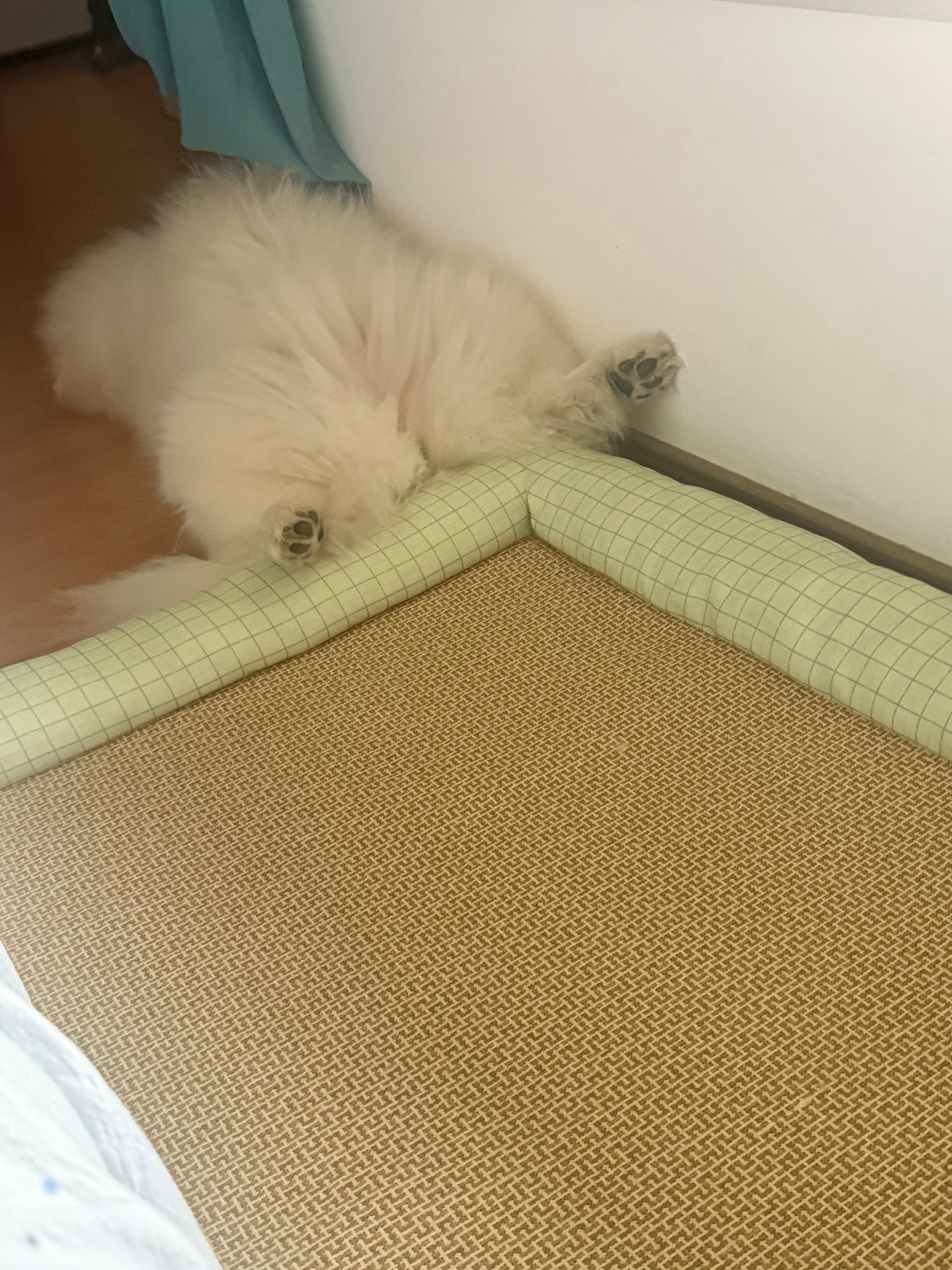 为什么小孩总是睡得猪仰狗翻的……心里不藏事儿就是好啊……