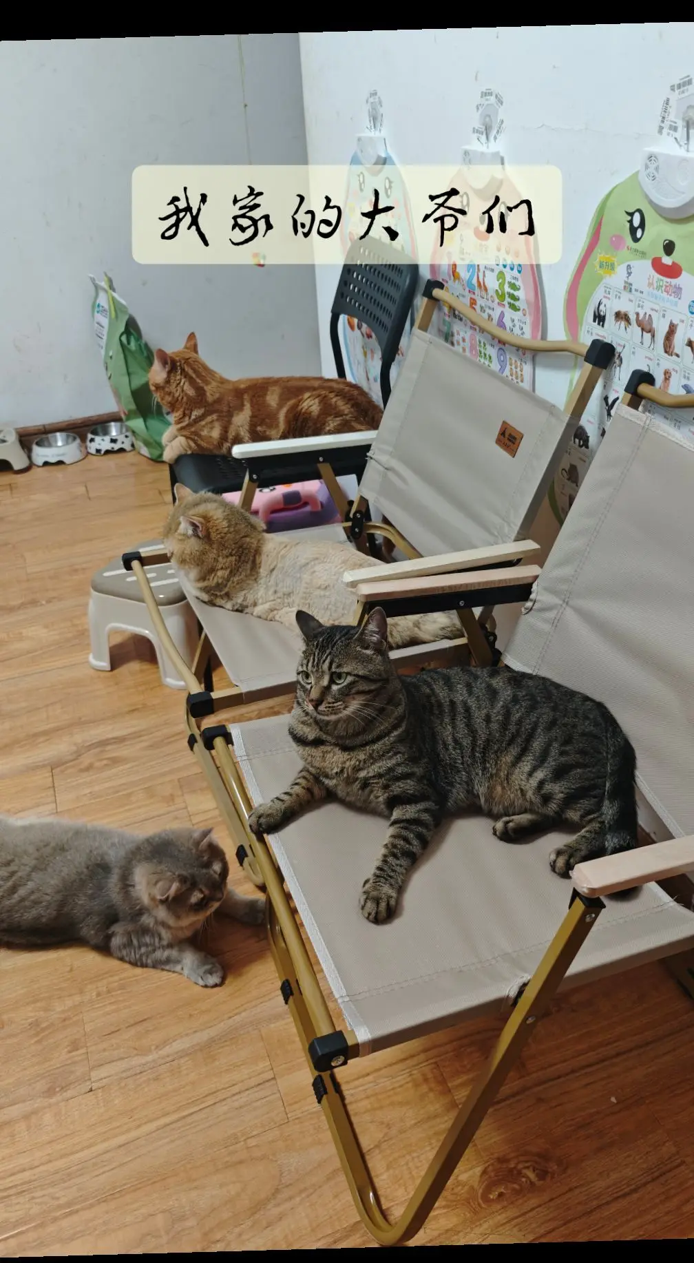 猫咪才是一家之主！！！！！