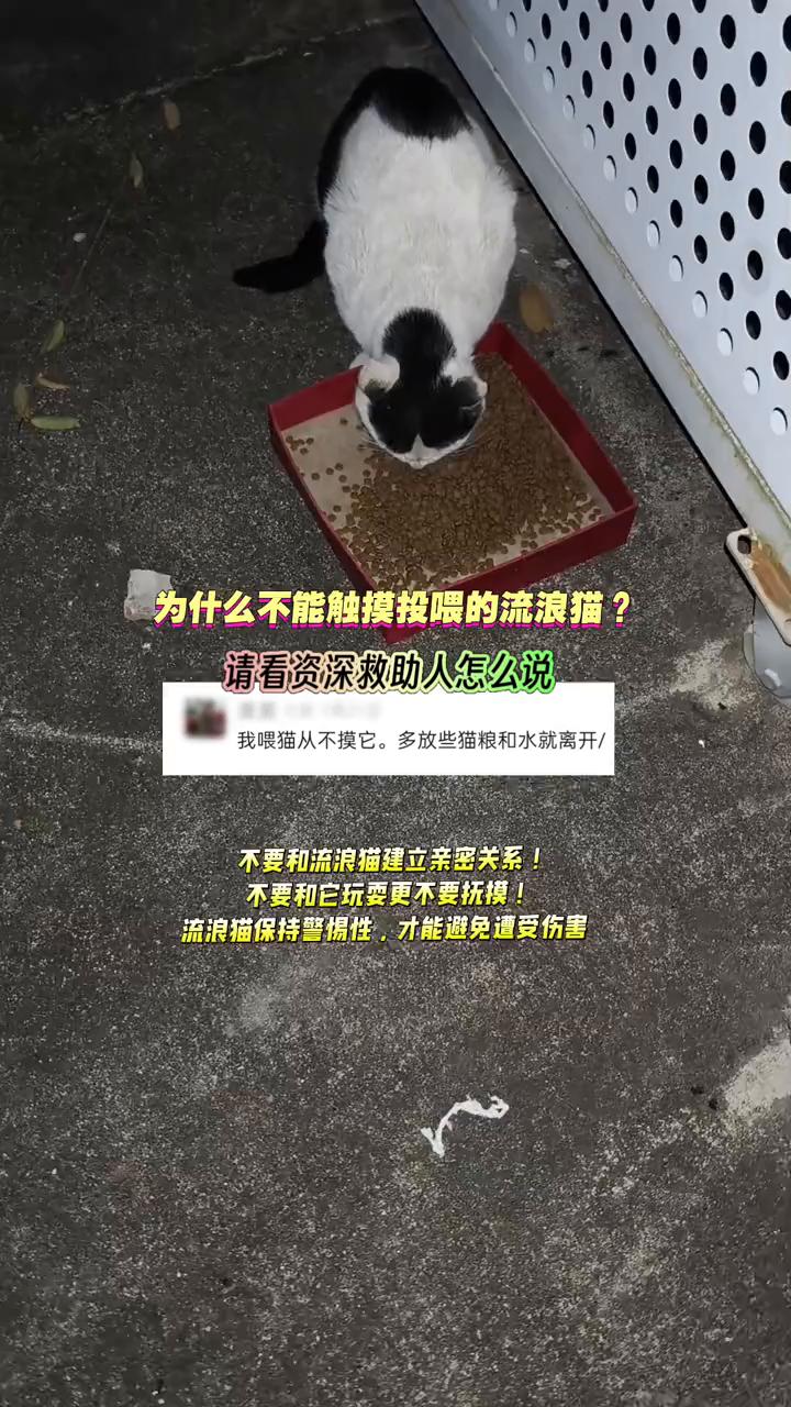 为什么不能触摸投喂的流浪猫？请看资深救助人怎么说。我喂猫从不摸它，多放些猫粮和