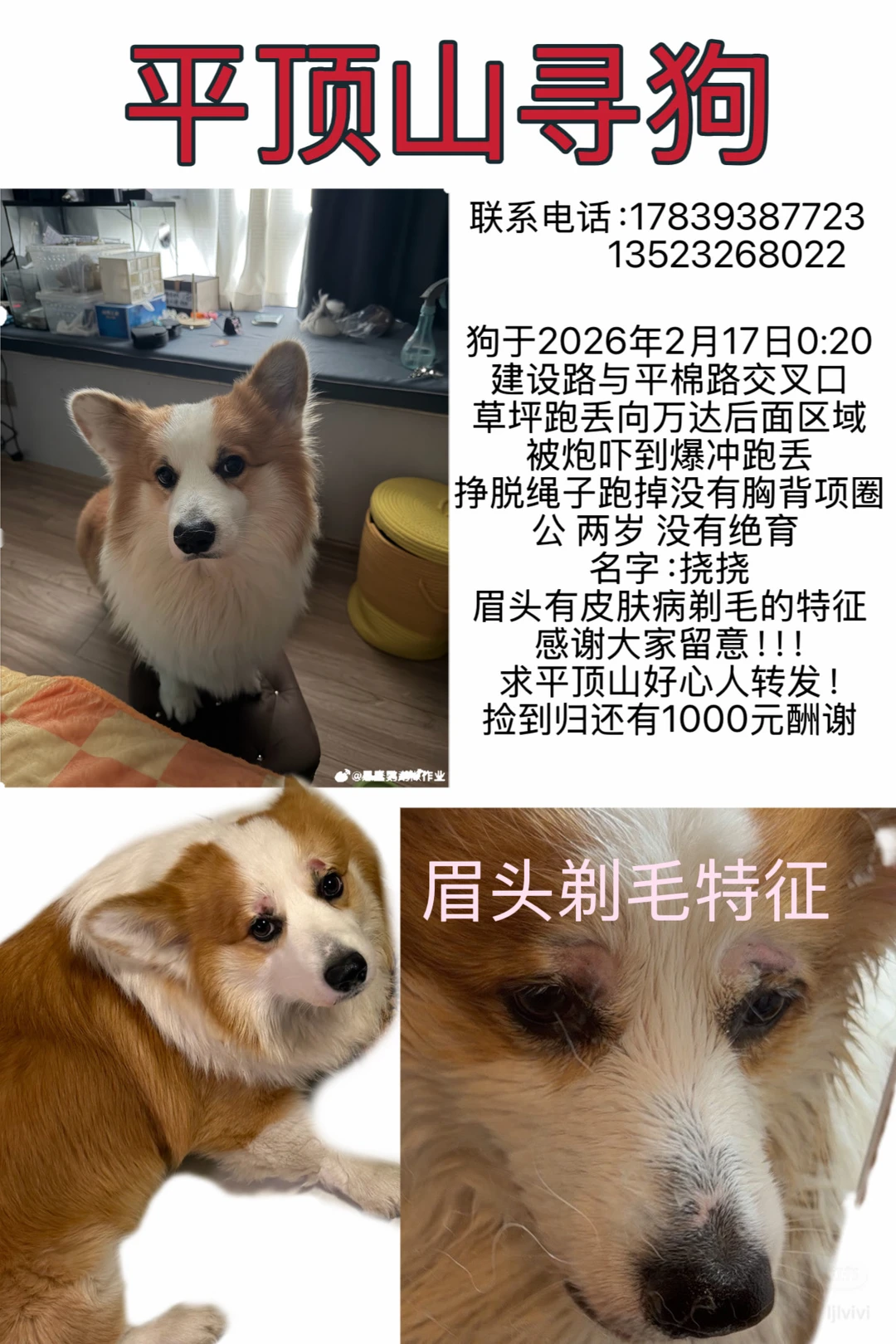 小狗已经找到了，感谢所有人的帮助