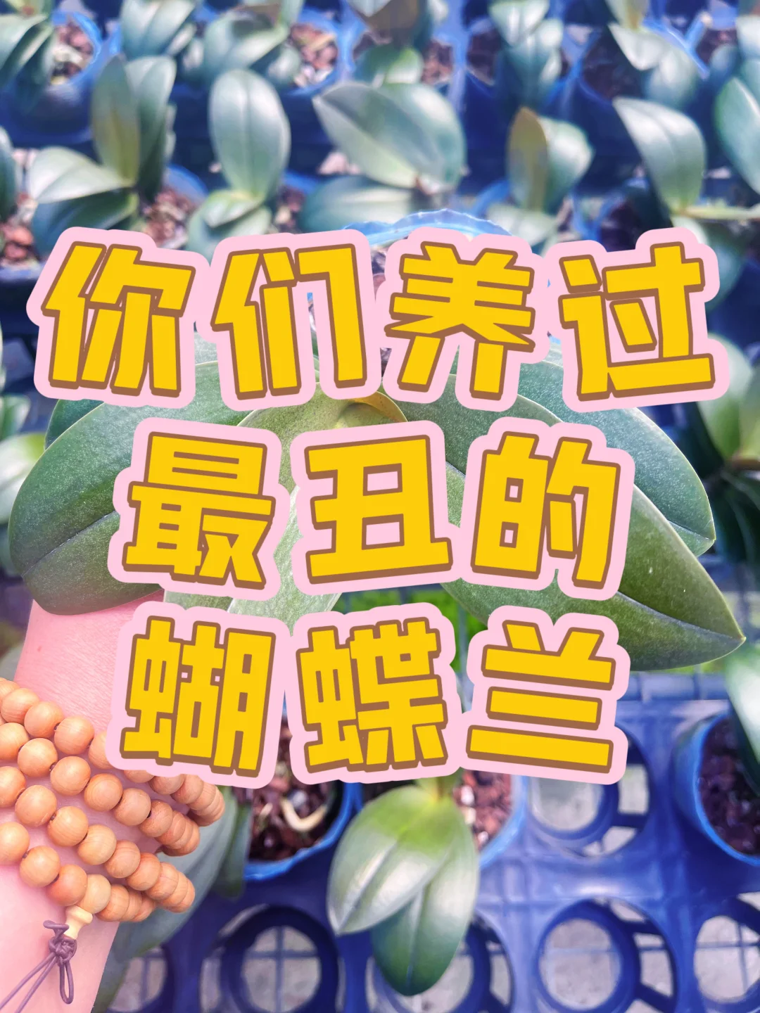 你们养过最丑的蝴蝶兰