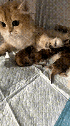 看看这有趣的一幕，猫妈妈躺着给一窝小奶猫喂奶，一群小家伙挤在一起埋头吃奶。猫妈妈