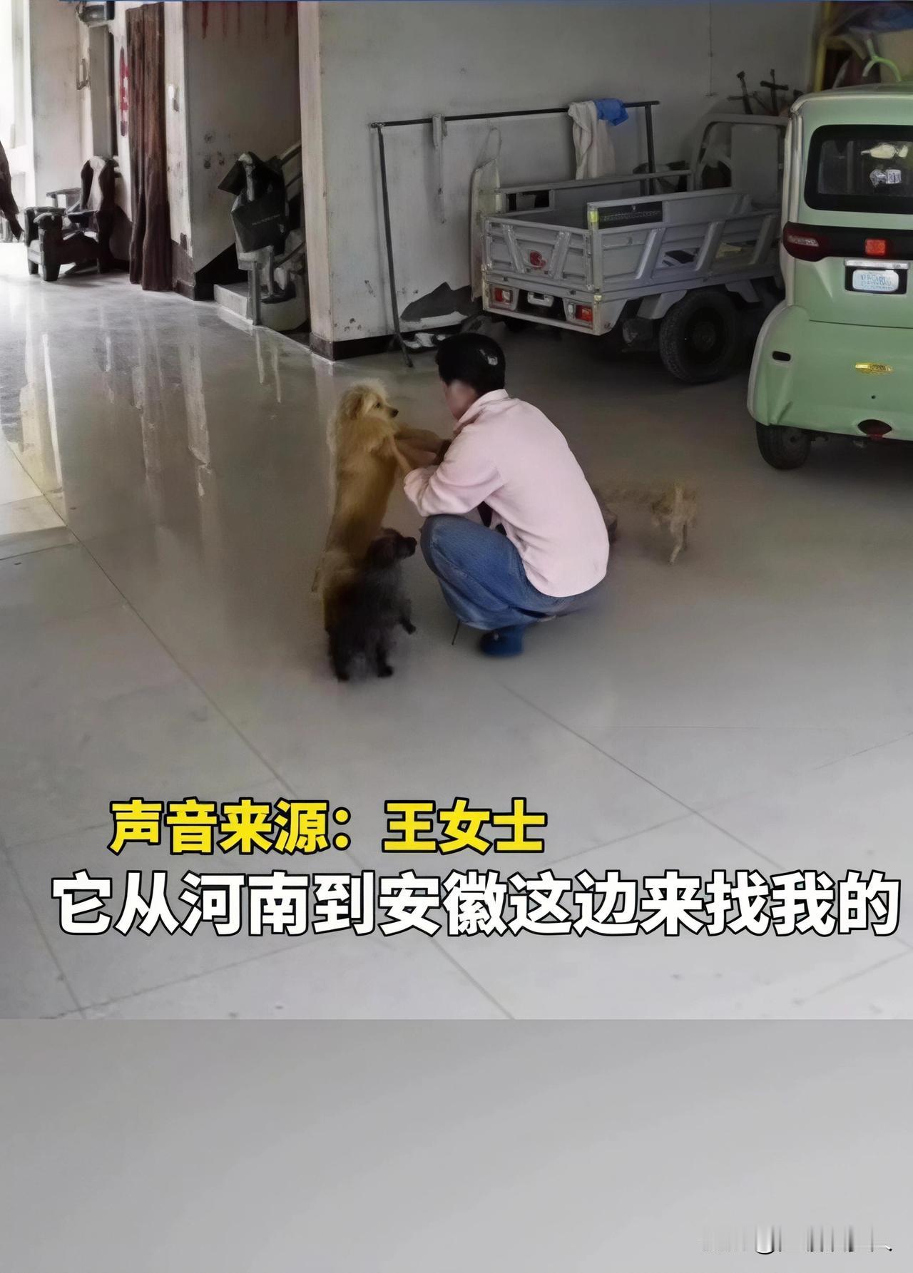 狗狗跨省奔袭5公里，在出嫁女主家门口守了一夜：它不会说话，却爱得最用力安徽