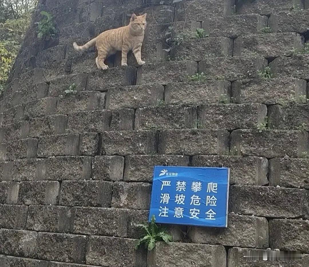 禁止攀爬，我偏要爬.....