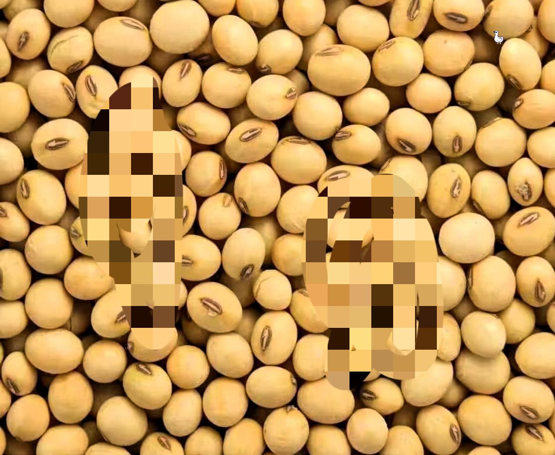 美国这操作太离谱！刚收中国大豆订单，转头就挥“调查大棒”果然不出国人之所料，