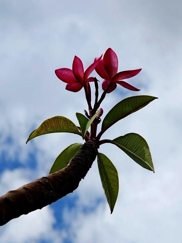 一位83岁的爷爷，天天来茶馆打麻将。脚不太好，每天都由80岁的老夫人扶过来。因长