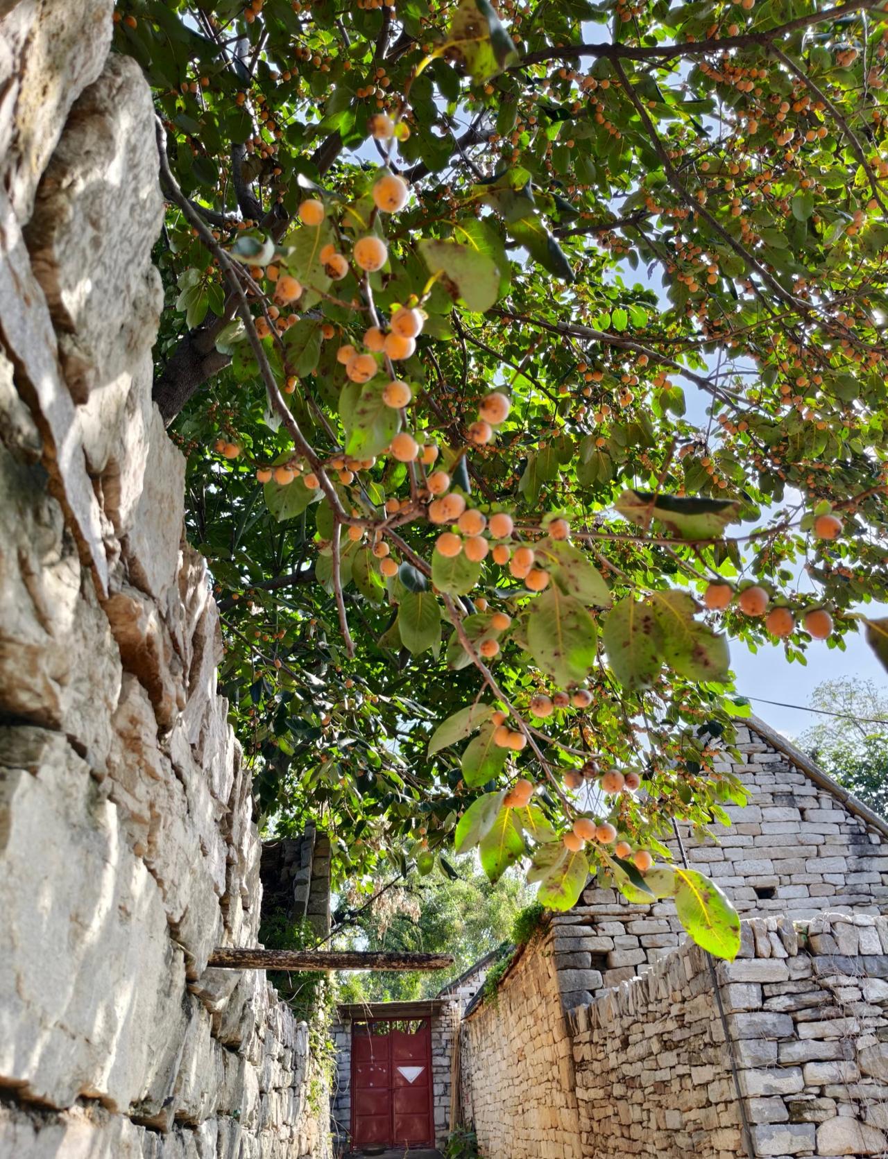 童年野果—烟枣！看到最近网上都在讨论这个水果正好给大家介绍下这东西在我们北