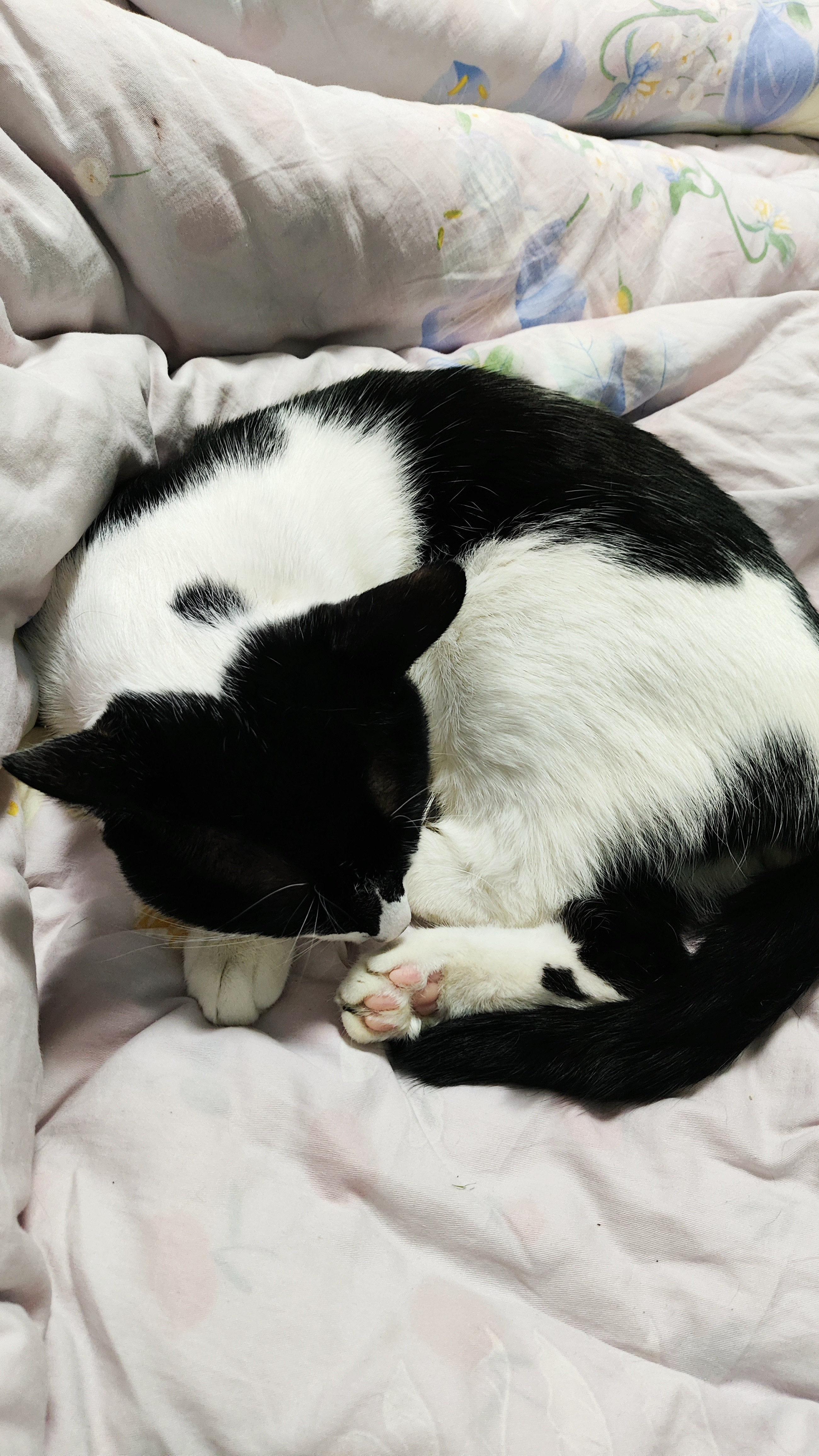 今天下雨，在家躺了一天还好有这个小猫咪陪着日子不孤单