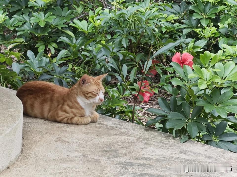 虎皮卷与花儿这样的流浪猫，你见过？