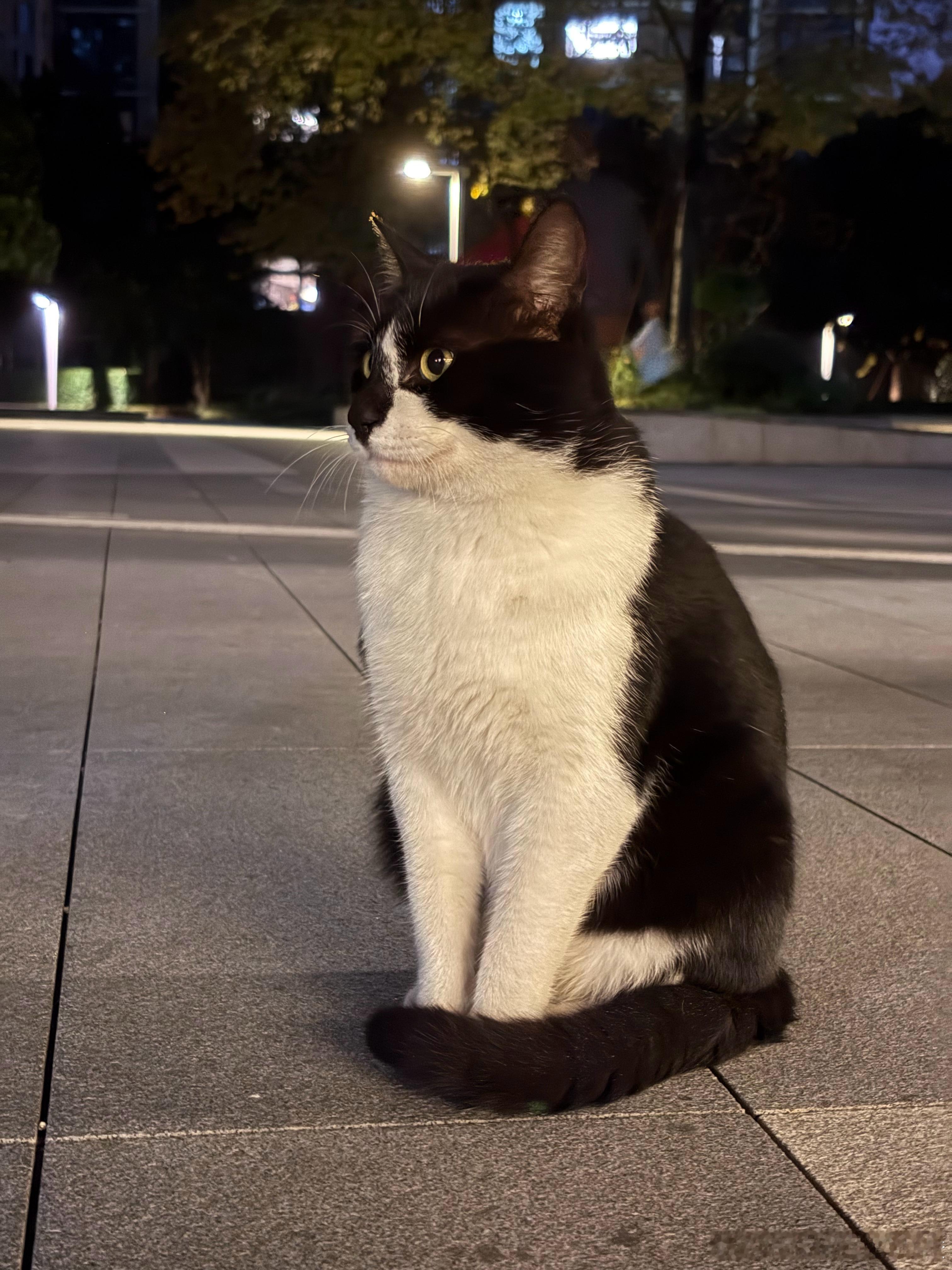 胆子真大啊，一点不怕人对浪咪来说却不算好事中华田园猫野生喵