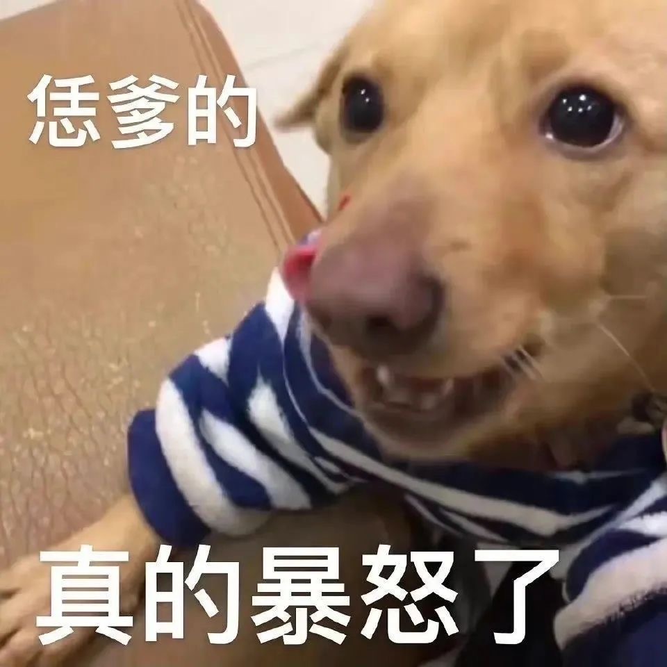迷惑小狗行为大赏表情包