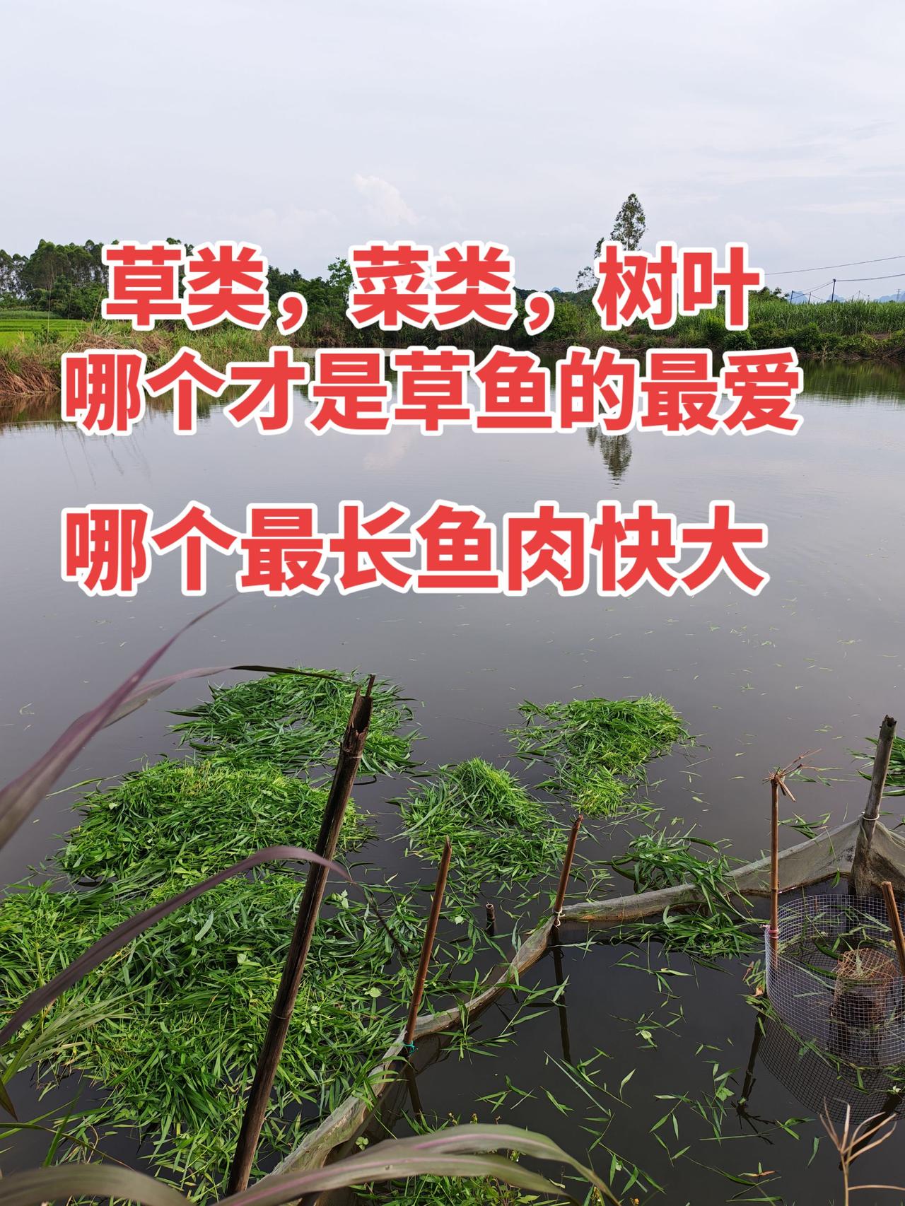 谁知道草类跟菜类和树叶，哪个养草鱼最快的？养鱼养鱼日记农村生活草鱼