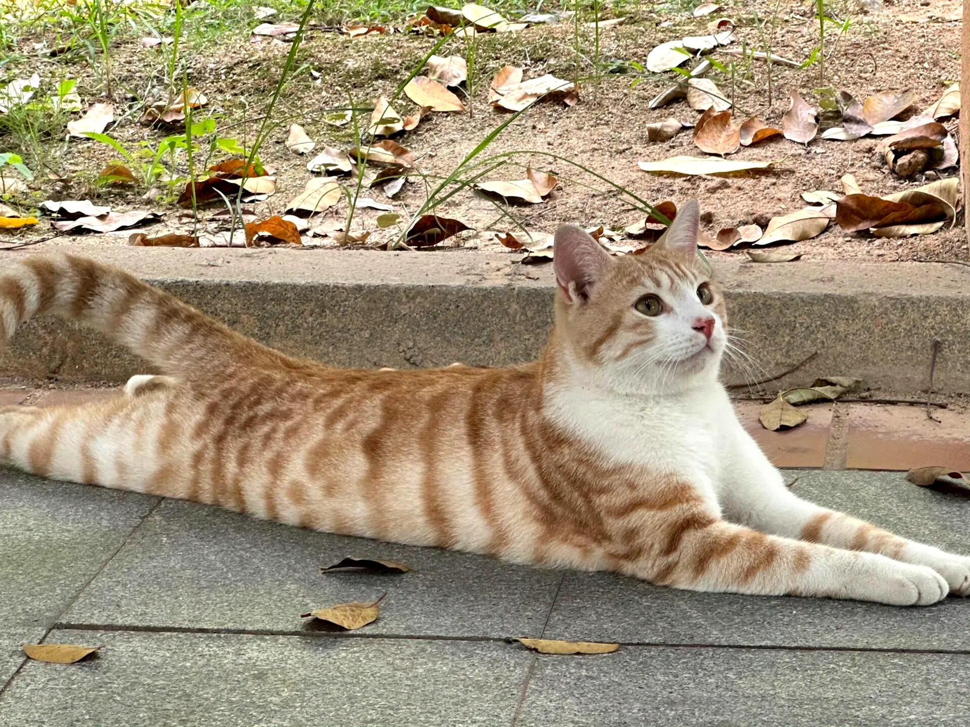 公园里的小猫长的真漂亮啊，姿势真可爱～