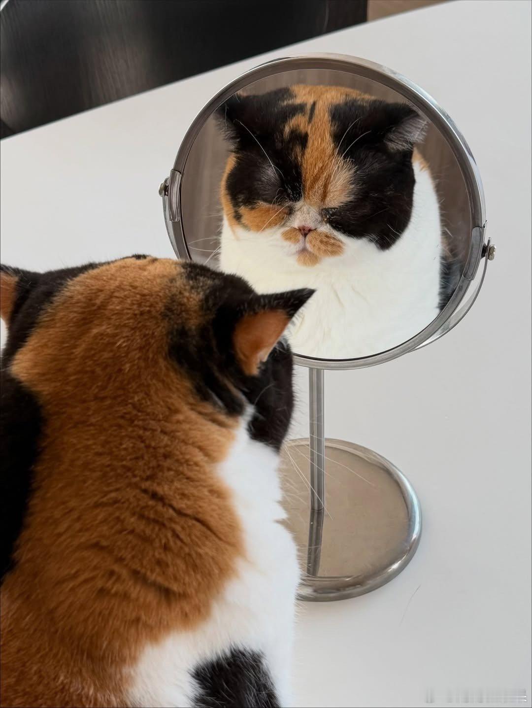 酱油饭团猫照镜子🪞..cr：oagecat