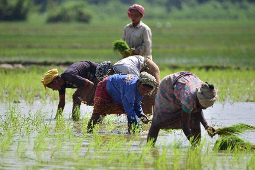 中国该怎么办？9月17日，印度推倒了2026年粮食危机的第一块多米诺骨牌：大米减