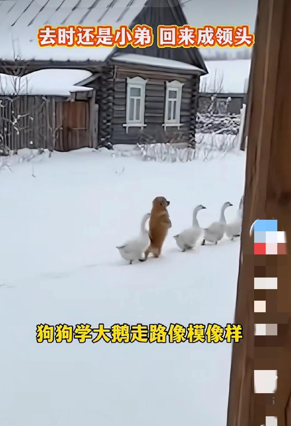 近日，一只金毛狗混进了4只大鹅的队伍里面，狗狗模仿大鹅走路，学的有模有样，谁料，