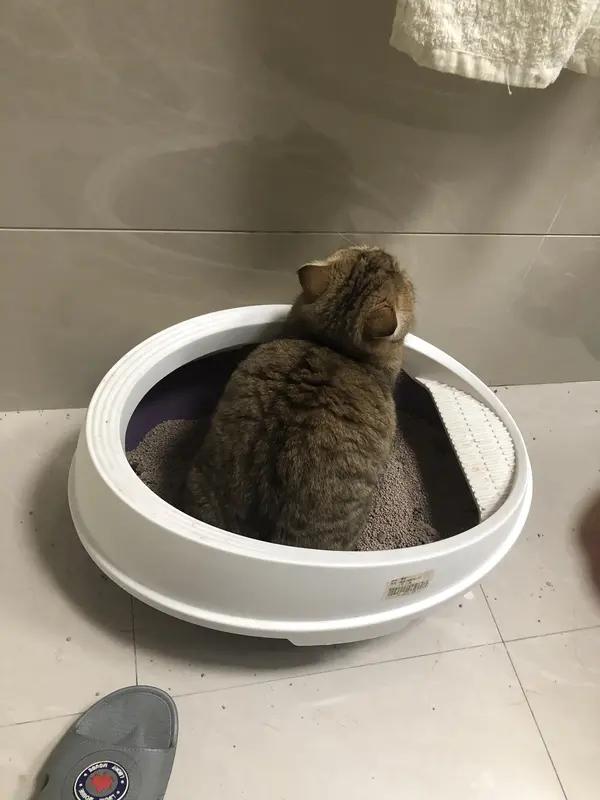 4月2日，有上海网友发帖，自家猫咪“元宝”3月15日被卡自动猫砂盆约12小时死亡