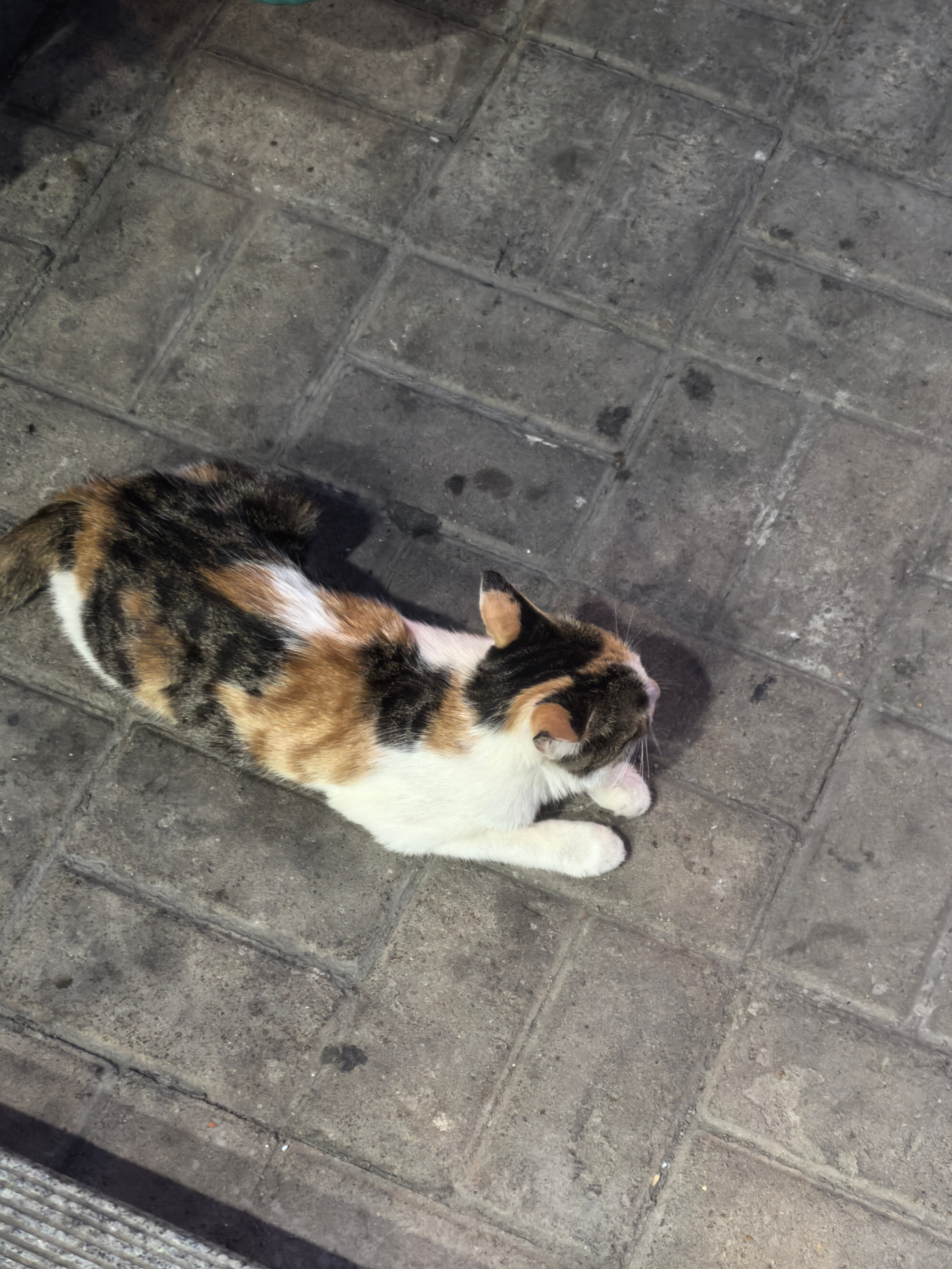 偶遇一只小猫咪。好乖，性格好好​​​